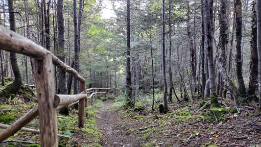 BBARS Art & Science Residency
