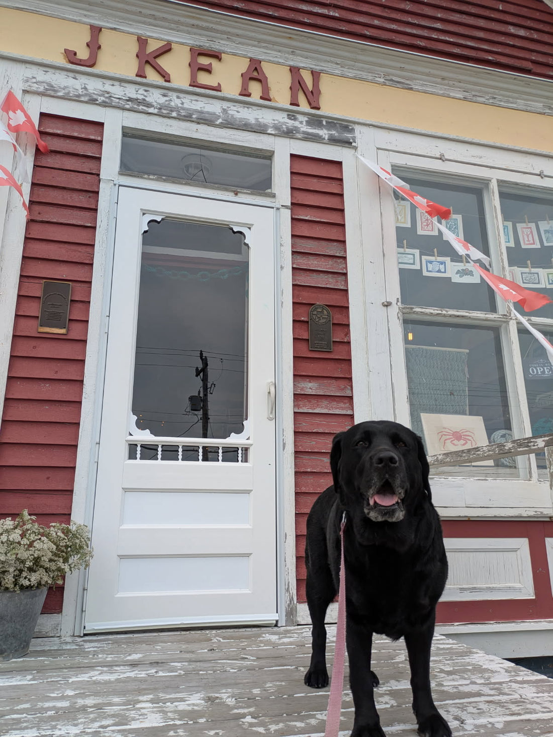 Black Labrador Retriever poses for her picture on the steps of Norton's Cove Studio in Brookfield, New-Wes-Valley, NL.