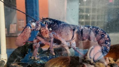 Lobster Lefty