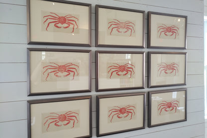 Snow Crab